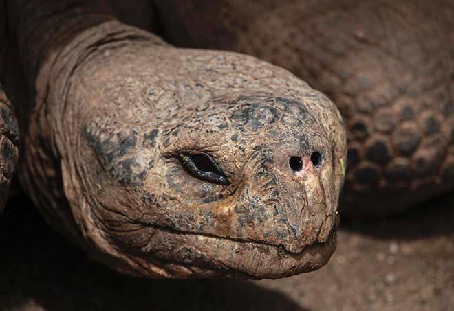 Giant and Tortoise © Annika Fredriksson